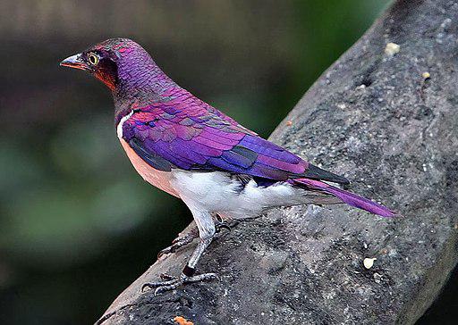 Forecasting El Niño-Southern Oscillation (ENSO)