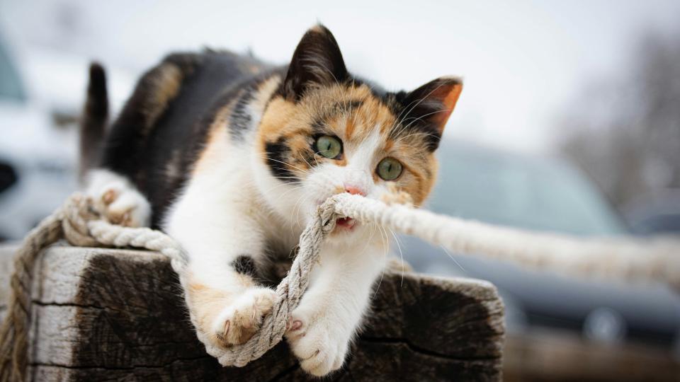A calico cat crouched on a weathered wooden post, green eyes fixed forward, gripping a taut rope in its paws and mouth – caught mid-pounce.
